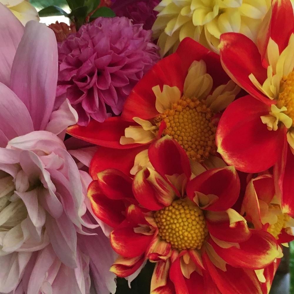 Meet your Posher, Emily